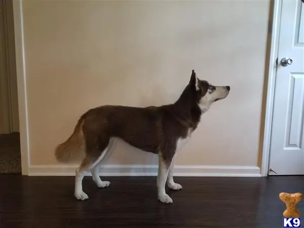 Siberian Husky female dog: Siberian Husky standing profile against a plain wall