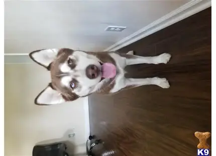 Siberian Husky