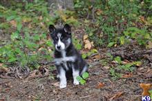 siberian husky puppy posted by huskybabies3