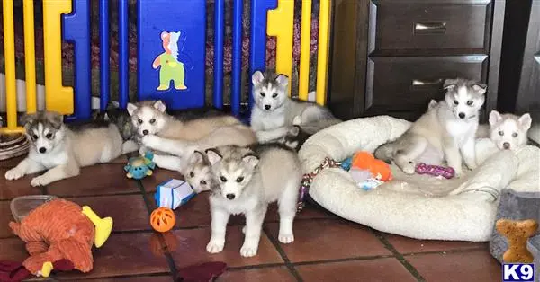 Siberian Husky stud dog