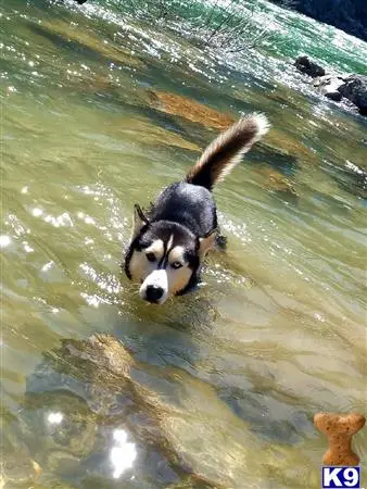 Siberian Husky stud dog