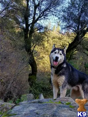 Siberian Husky stud dog