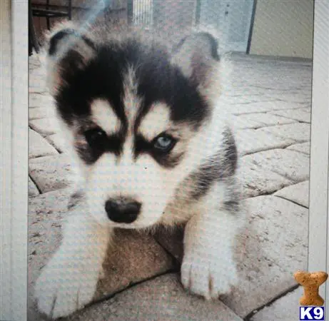 Siberian Husky stud dog