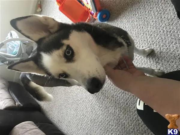 Siberian Husky female dog