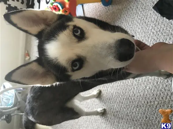 Siberian Husky female dog