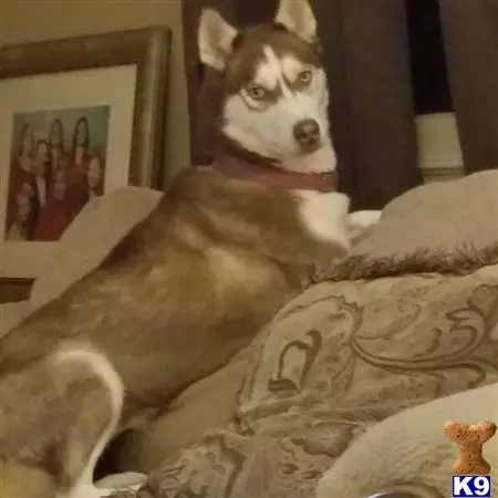 Siberian Husky female dog