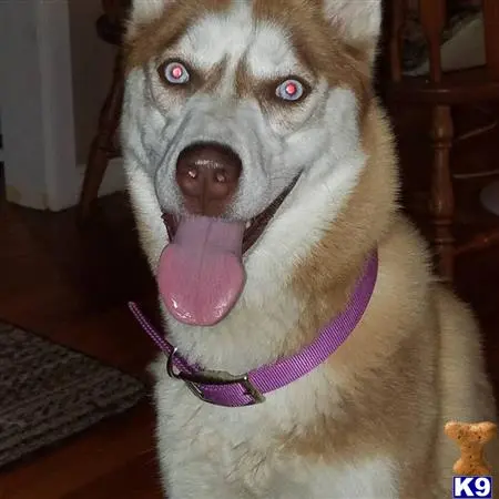 Siberian Husky female dog