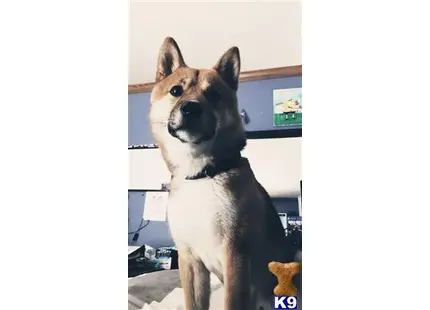 a shiba inu dog sitting on a couch