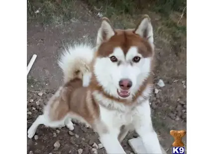 Siberian Husky