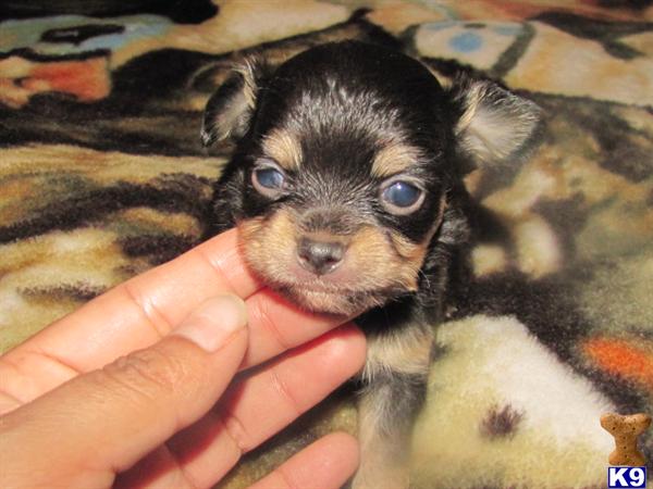 Chihuahua Puppy For Sale Gorgeus Black Tan Long Hair Female