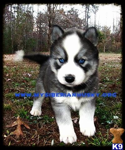 siberian husky puppy posted by huskypups10