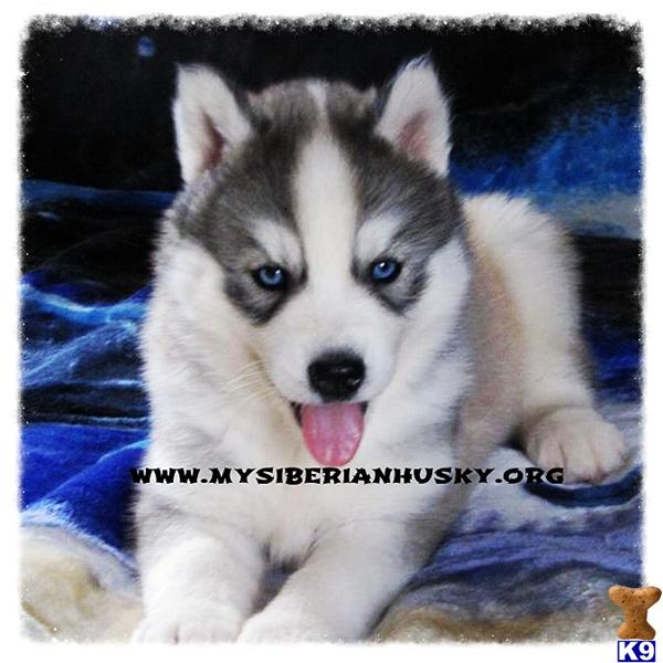 siberian husky puppy posted by huskypups10