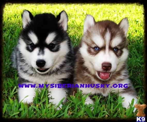 husky puppies for sale in nc siberian husky puppy for sale beautiful pups available lifetime genetic guaran 4 husky puppies for sale in nc siberian husky puppy for sale beautiful pups available lifetime genetic guaran 4