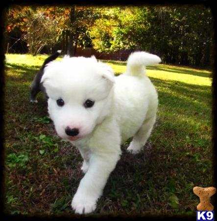 husky puppies nc siberian husky puppies for sale in carolina breeds picture husky puppies nc siberian husky puppies for sale in carolina breeds picture