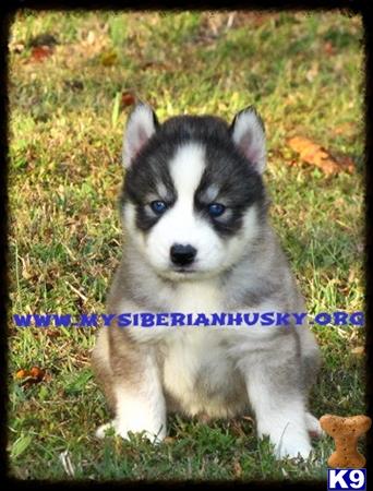 siberian husky puppy posted by huskypups10