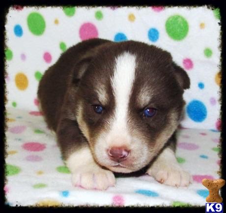 siberian husky puppy posted by huskypups10