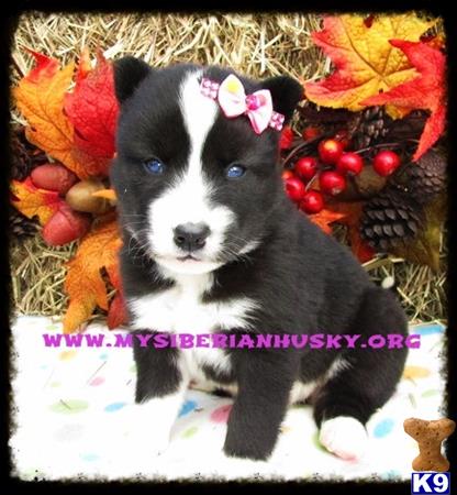 siberian husky puppy posted by huskypups10