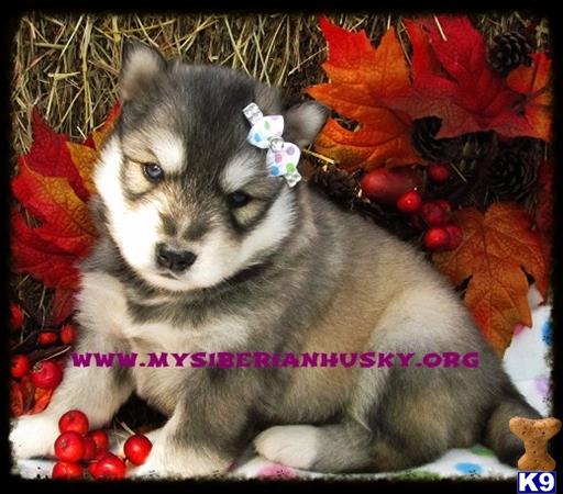 siberian husky puppy posted by huskypups10