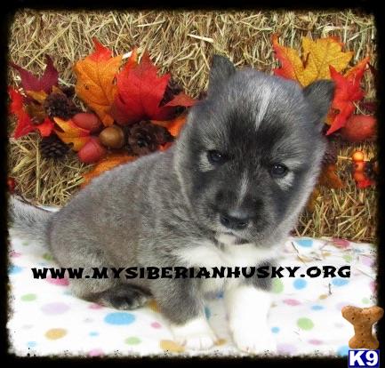 siberian husky puppy posted by huskypups10