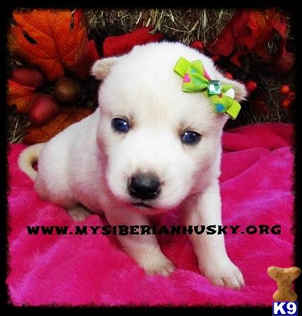 siberian husky puppy posted by huskypups10