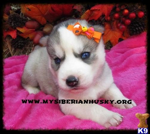 siberian husky puppy posted by huskypups10