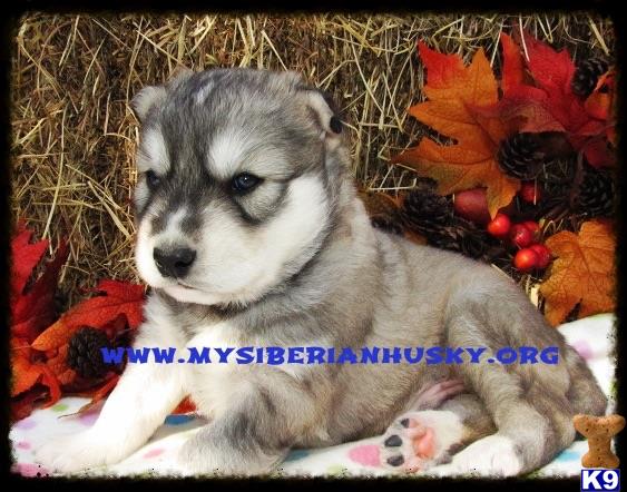 siberian husky puppy posted by huskypups10