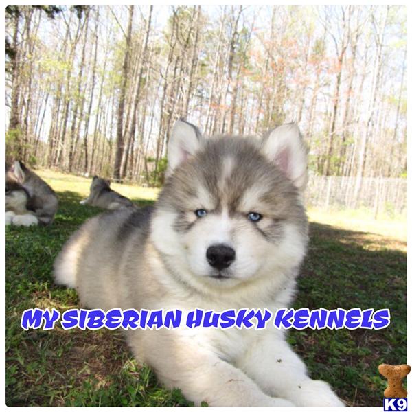 husky puppies for sale in nc siberian husky puppies for sale in carolina husky puppies for sale in nc siberian husky puppies for sale in carolina