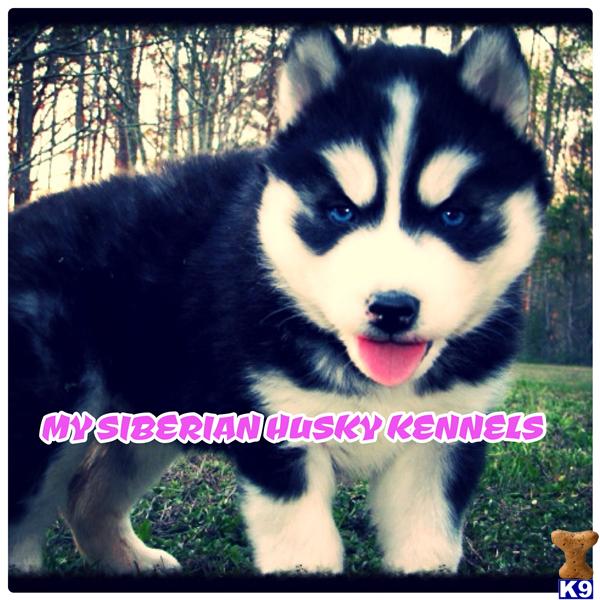 siberian husky puppy posted by huskypups10