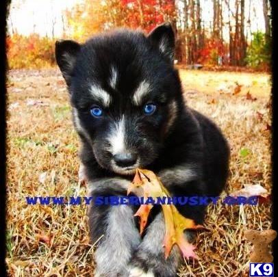 siberian husky puppy posted by huskypups10