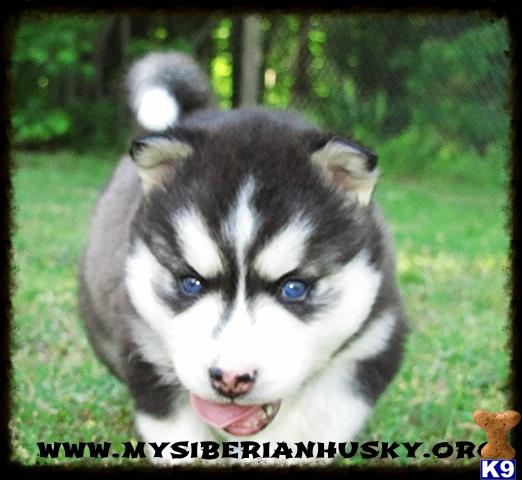 Siberian Husky