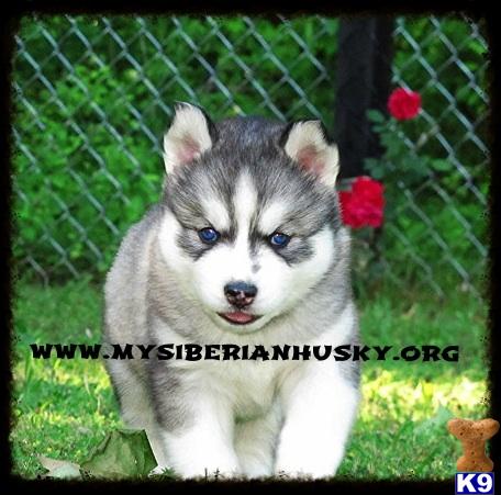 siberian husky puppy posted by huskypups10