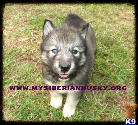siberian husky puppy posted by huskypups10