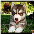 siberian husky puppy posted by huskypups10