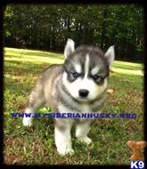 siberian husky puppy posted by huskypups10