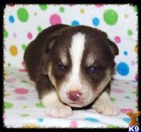 siberian husky puppy posted by huskypups10