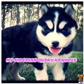 siberian husky puppy posted by huskypups10