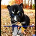 siberian husky puppy posted by huskypups10