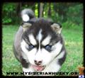 Siberian Husky