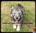 siberian husky puppy posted by huskypups10