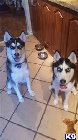 Siberian Husky stud dog