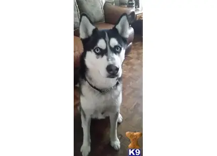 Siberian Husky