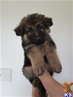 german shepherd puppy posted by huster