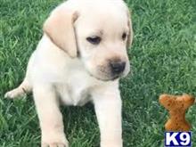 labrador retriever puppy posted by husterg