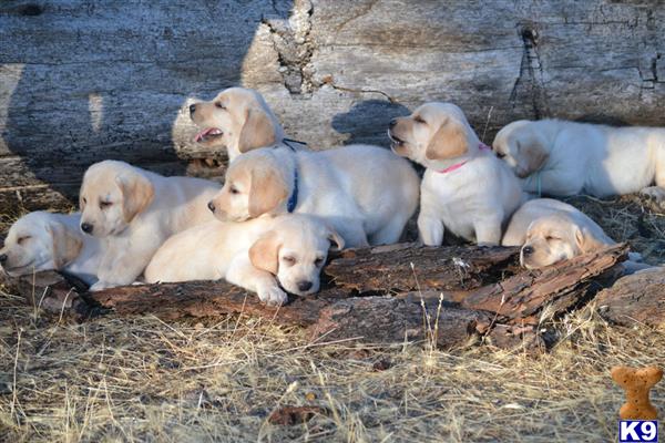 Labrador Retriever