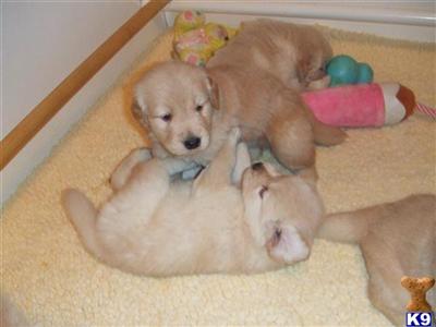 golden retriever puppies for sale in erie pa golden retriever puppy for sale harborview goldens 9 years golden retriever puppies for sale in erie pa golden retriever puppy for sale harborview goldens 9 years
