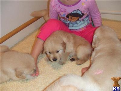 golden retriever puppies for sale in erie pa golden retriever puppy for sale harborview goldens 9 years golden retriever puppies for sale in erie pa golden retriever puppy for sale harborview goldens 9 years