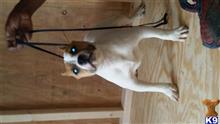 american pit bull puppy posted by hypnoticbluez