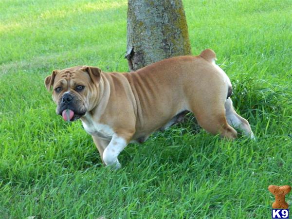 Old English Bulldog dog