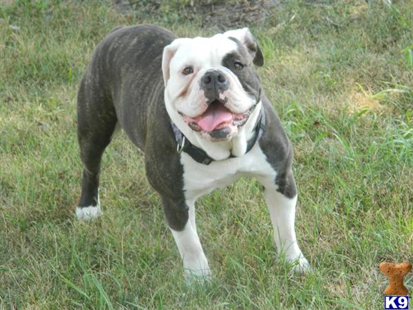 Old English Bulldog dog