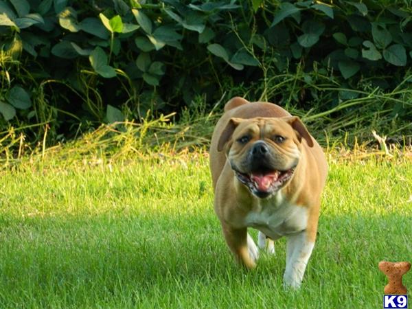 Old English Bulldog dog